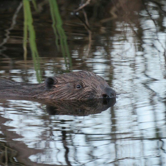 Een bever die door het water zwemt