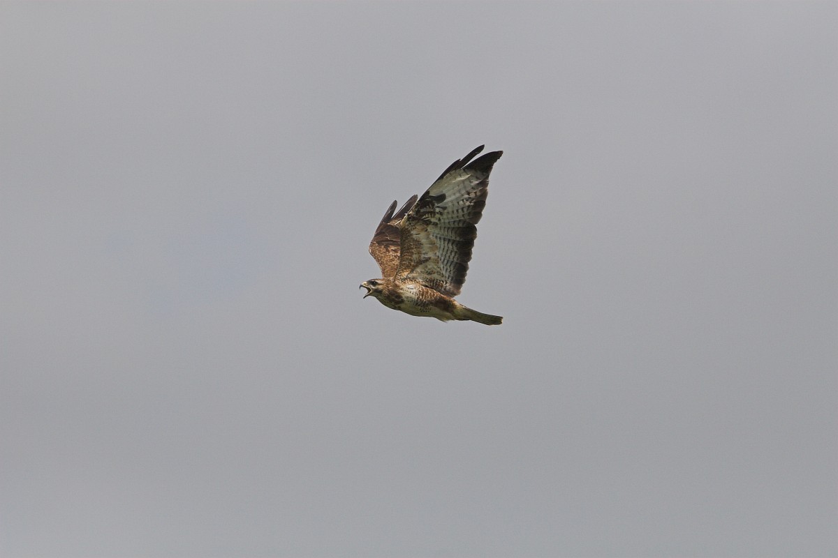 Vliegende buizerd