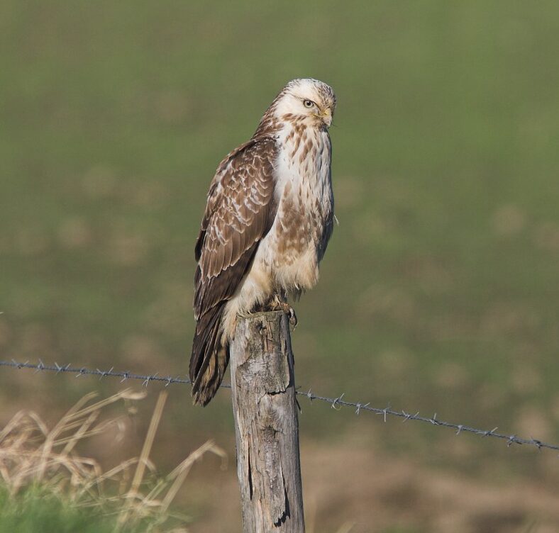 Buizerd zittend op een paal